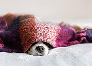 Dog asleep under blanket